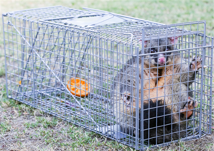 Possum trap